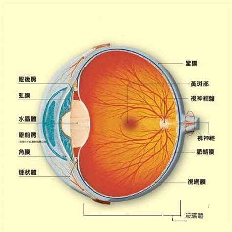 簡單:owaf-n2w3qq= 眼睛|眼睛構造全分析介紹 